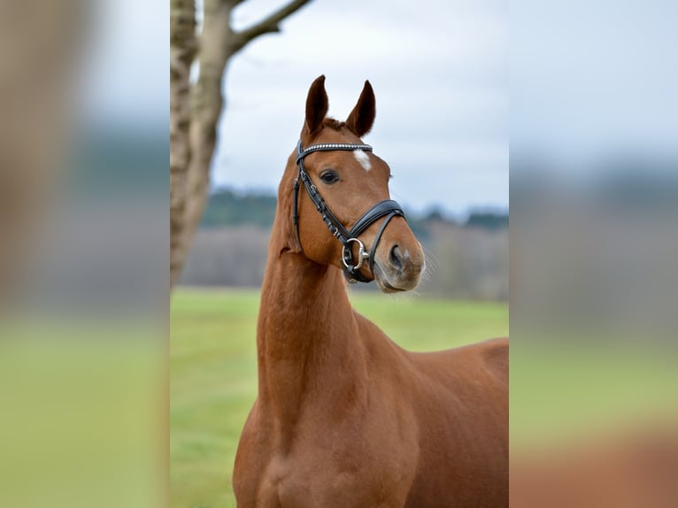 Hanoverian Mare 4 years 16,1 hh Chestnut-Red in Kutenholz