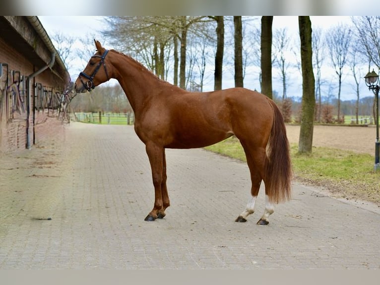 Hanoverian Mare 4 years 16,1 hh Chestnut-Red in Kutenholz
