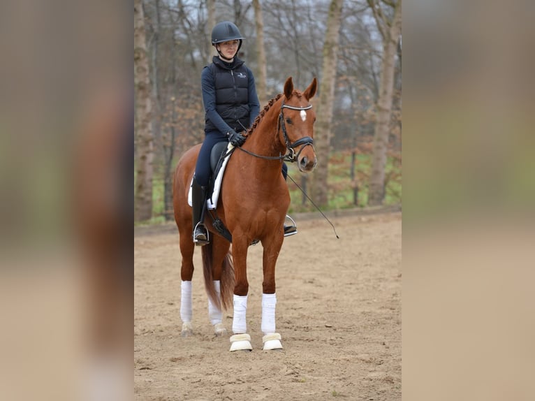 Hanoverian Mare 4 years 16,1 hh Chestnut-Red in Kutenholz