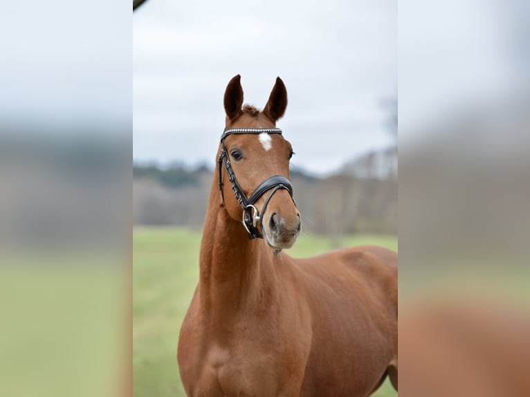 Hanoverian Mare 4 years 16,1 hh Chestnut-Red in Kutenholz