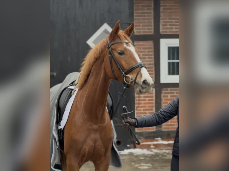 Hanoverian Mare 4 years 16,1 hh Chestnut-Red in Langlingen
