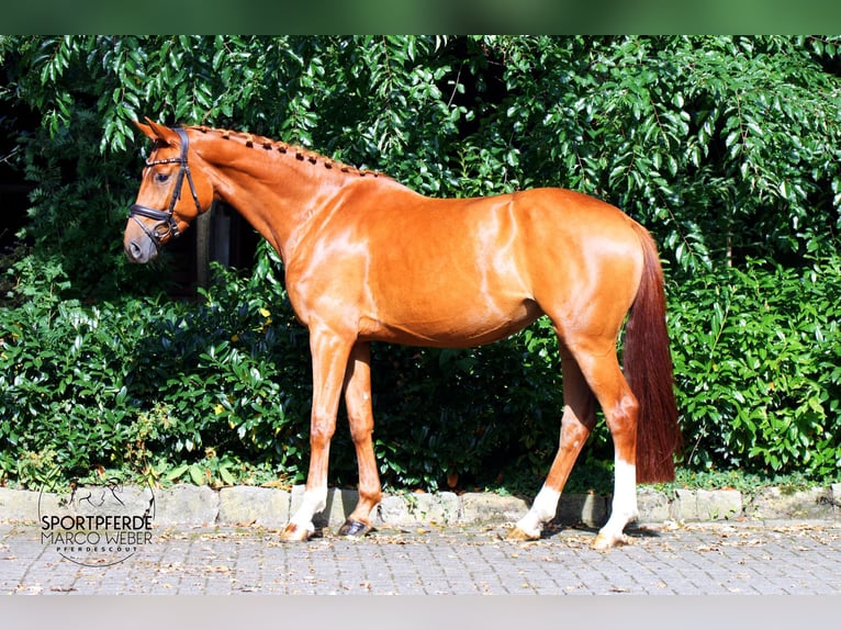 Hanoverian Mare 4 years 16,1 hh Chestnut-Red in Schapen