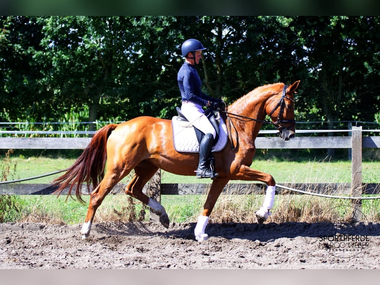 Hanoverian Mare 4 years 16,1 hh Chestnut-Red in Schapen