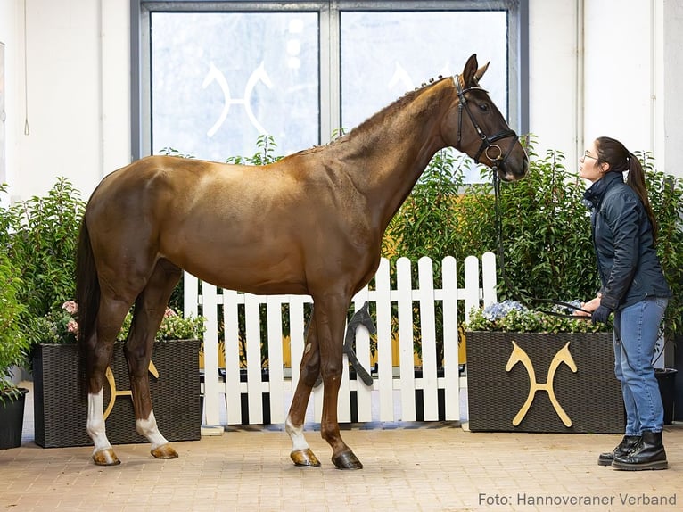 Hanoverian Mare 4 years 16,1 hh Chestnut-Red in Verden
