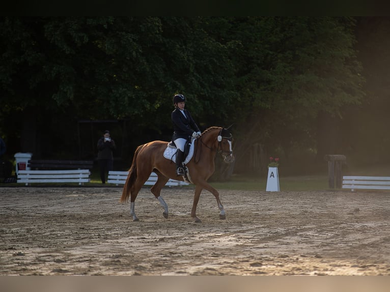 Hanoverian Mare 4 years 16,1 hh Chestnut-Red in Wolfsburg