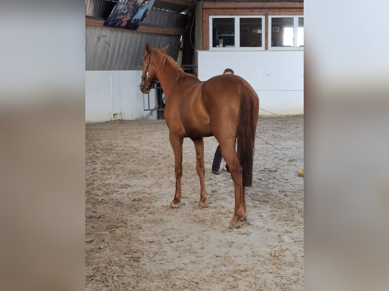 Hanoverian Mare 4 years 16,1 hh Chestnut-Red in Lutherstadt Wittenberg