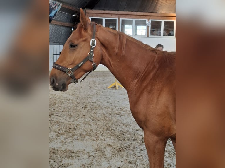 Hanoverian Mare 4 years 16,1 hh Chestnut-Red in Lutherstadt Wittenberg