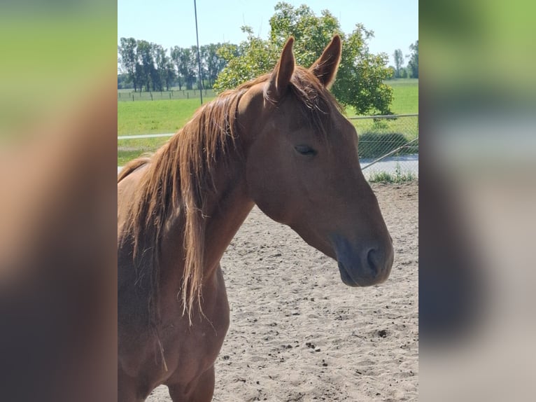 Hanoverian Mare 4 years 16,1 hh Chestnut-Red in Lutherstadt Wittenberg