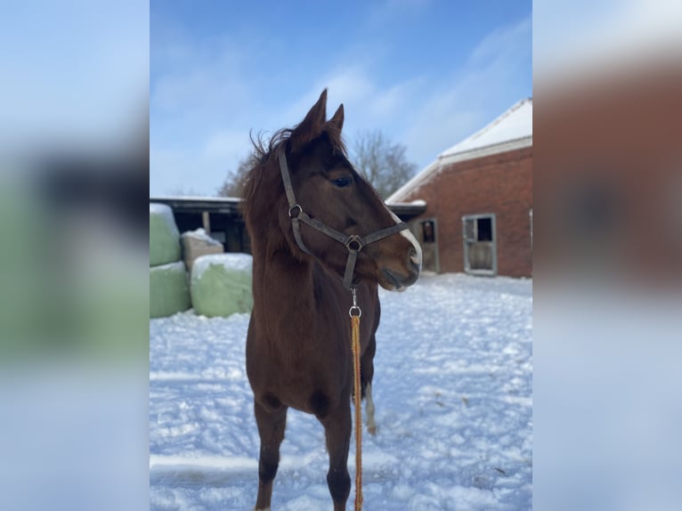 Hanoverian Mare 4 years 16,1 hh Chestnut-Red in Moormerland