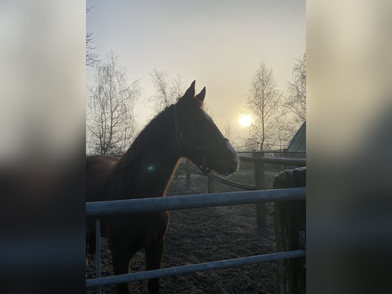 Hanoverian Mare 4 years 16,1 hh Chestnut-Red in Moormerland