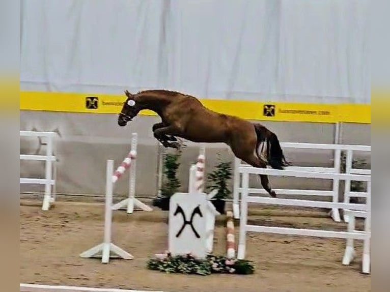 Hanoverian Mare 4 years 16,1 hh Chestnut-Red in Kirchlinteln