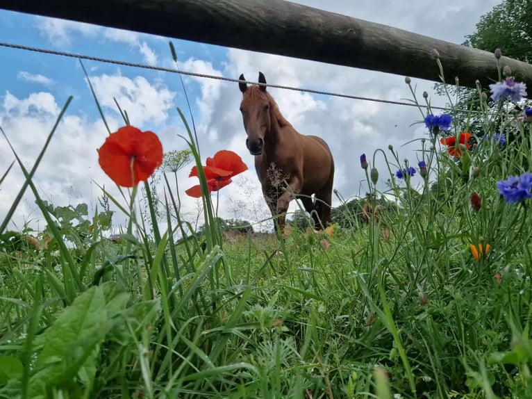 Hanoverian Mare 4 years 16,1 hh Chestnut-Red in Kirchlinteln