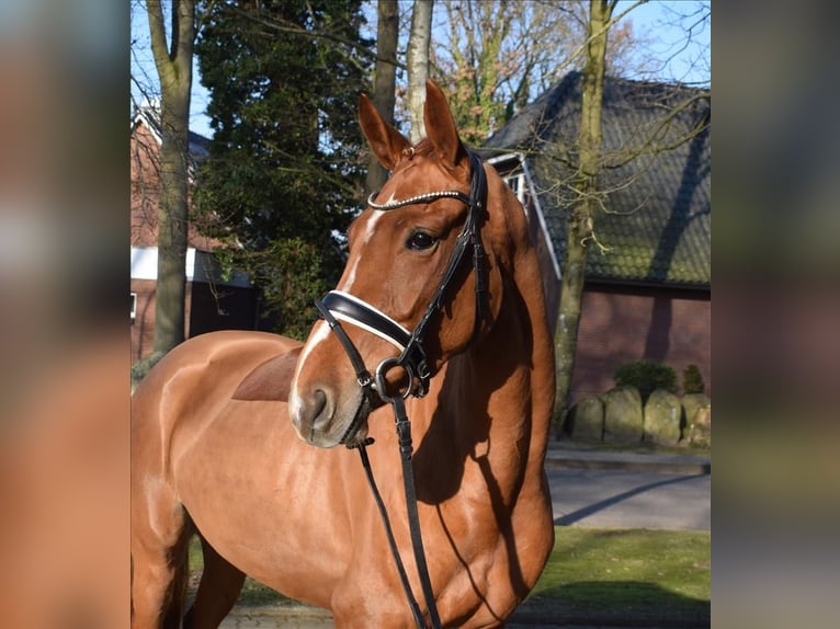 Hanoverian Mare 4 years 16,1 hh  in Fredenbeck