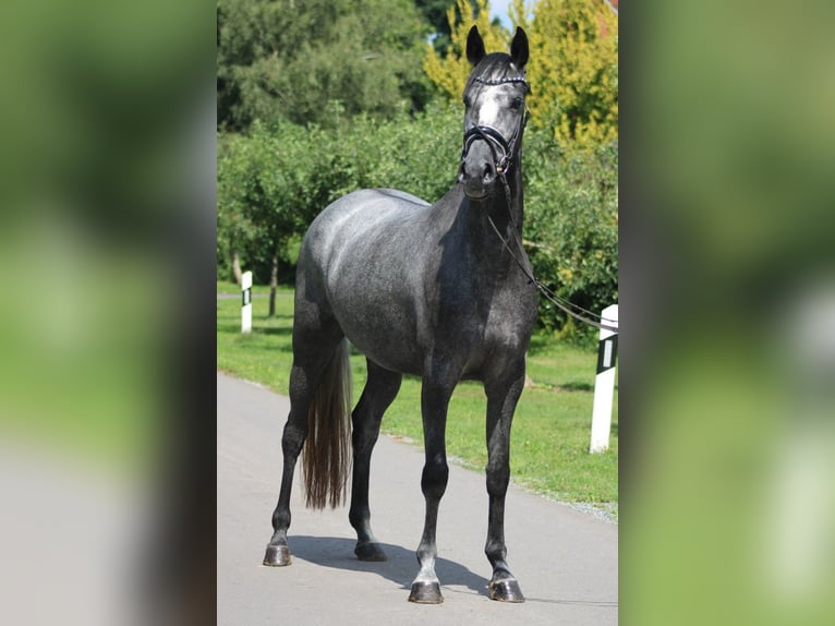 Hanoverian Mare 4 years 16,1 hh Gray-Dapple in Deinstedt