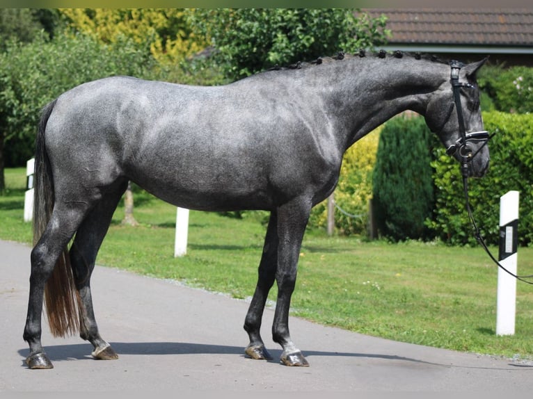 Hanoverian Mare 4 years 16,1 hh Gray-Dapple in Deinstedt