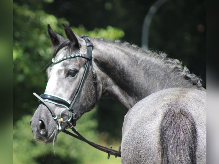 Hanoverian Mare 4 years 16,1 hh Gray-Dapple in Deinstedt