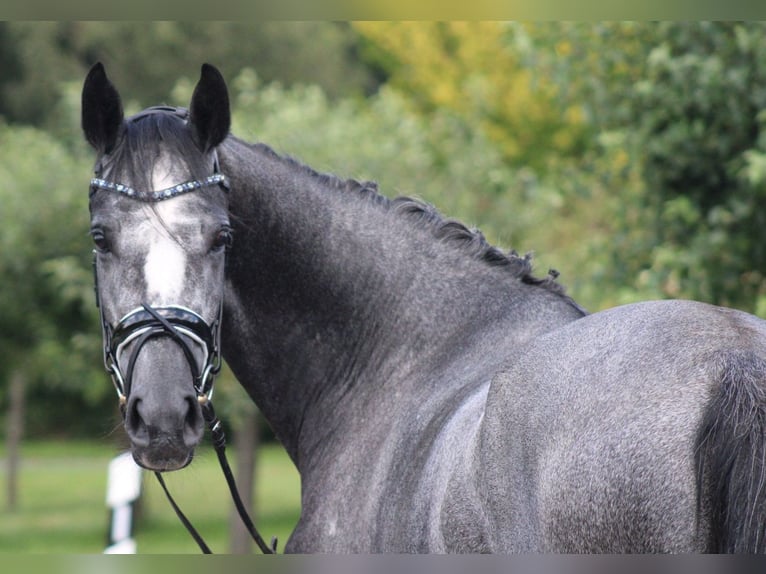 Hanoverian Mare 4 years 16,1 hh Gray-Dapple in Deinstedt