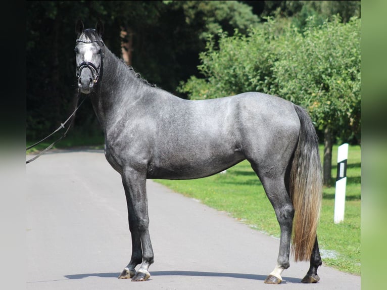 Hanoverian Mare 4 years 16,1 hh Gray-Dapple in Deinstedt
