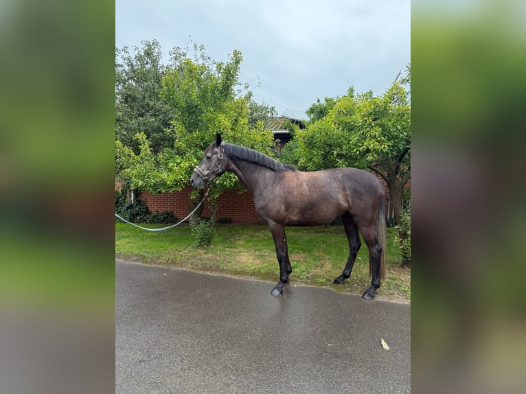 Hanoverian Mare 4 years 16,1 hh Gray in Lohne (Oldenburg)