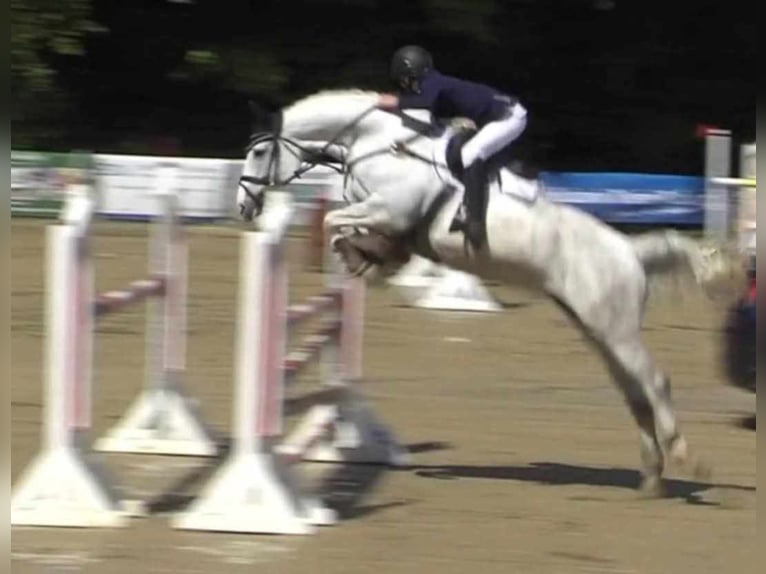 Hanoverian Mare 4 years 16,1 hh Grey in Wolfsbach