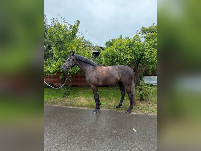 Hanoverian Mare 4 years 16,1 hh Grey-Fleabitten in Lohne (Oldenburg)