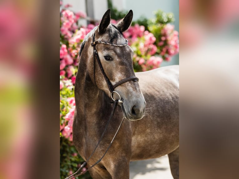 Hanoverian Mare 4 years 16,1 hh Grey in DUSZNIKI