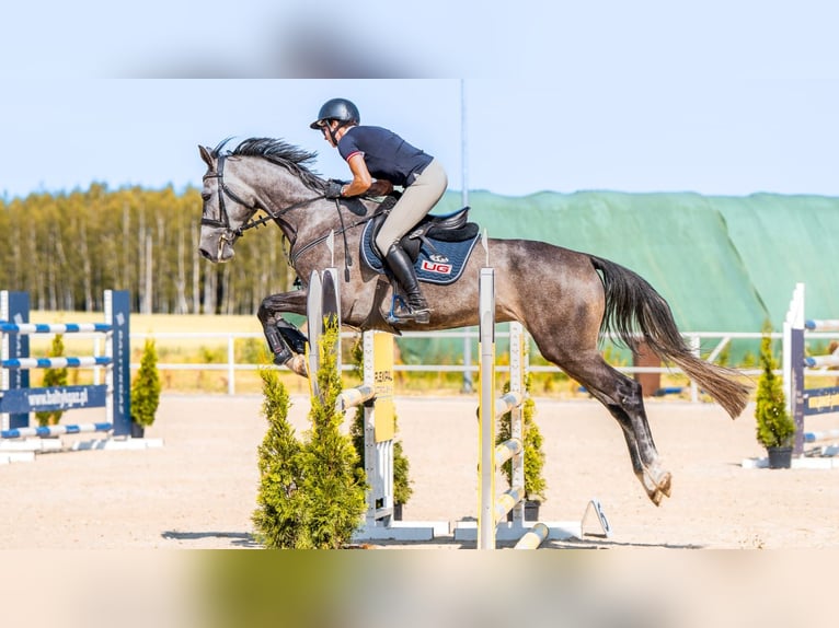 Hanoverian Mare 4 years 16,1 hh Grey in Stryk&#xF3;w