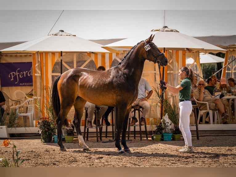 Hanoverian Mare 4 years 16,1 hh Smoky-Black in Moers
