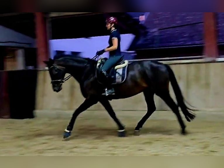 Hanoverian Mare 4 years 16,1 hh Smoky-Black in B&#xF6;heimkirchen