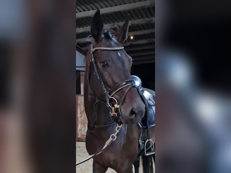 Hanoverian Mare 4 years 16,1 hh Smoky-Black in B&#xF6;heimkirchen