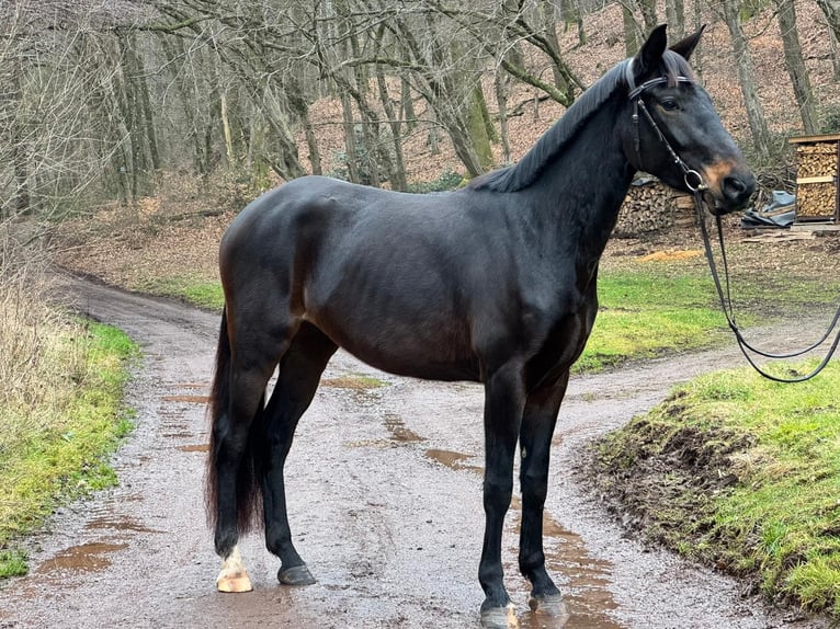 Hanoverian Mare 4 years 16,1 hh Smoky-Black in Wadern