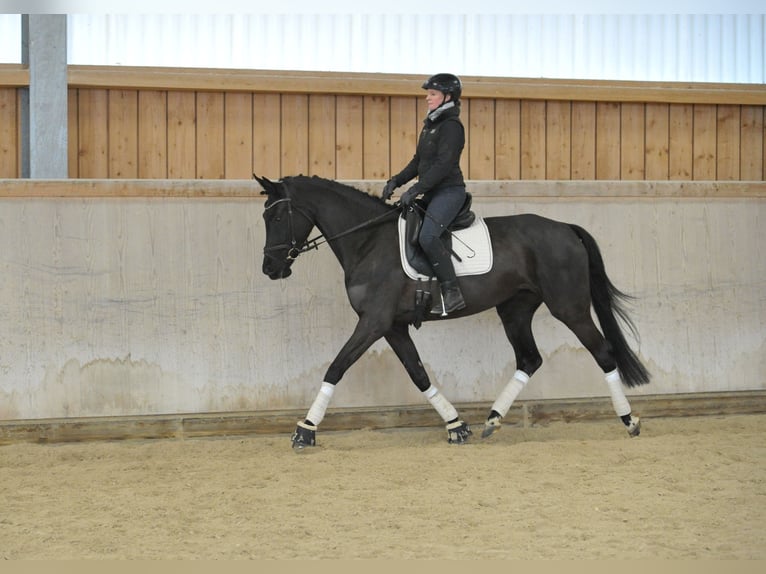Hanoverian Mare 4 years 16,1 hh Smoky-Black in Wellheim