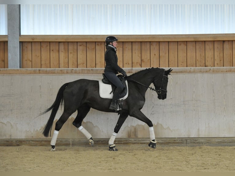 Hanoverian Mare 4 years 16,1 hh Smoky-Black in Wellheim