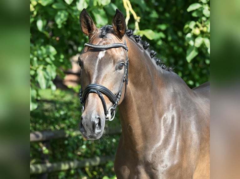 Hanoverian Mare 4 years 16,2 hh Bay-Dark in Bad Bevensen