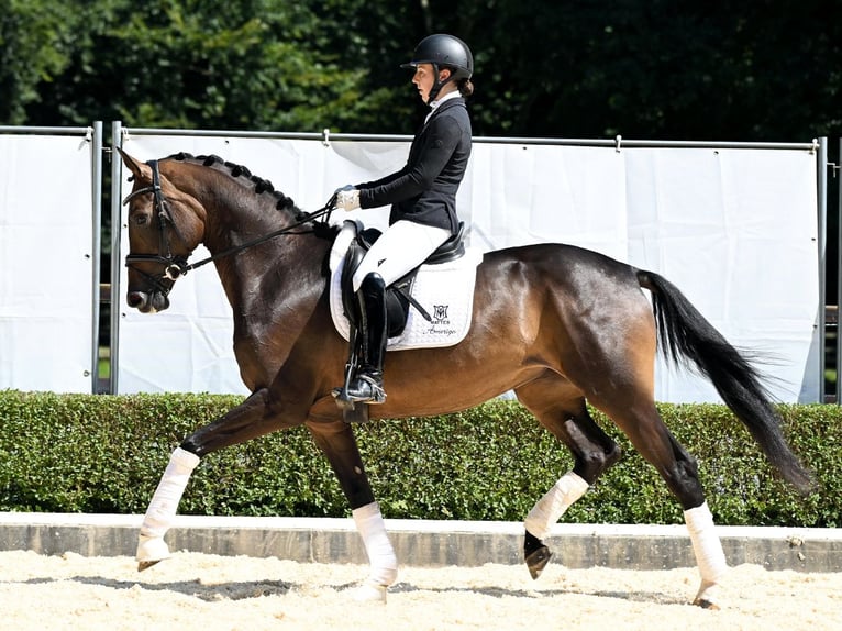 Hanoverian Mare 4 years 16,2 hh Bay-Dark in Bad Bevensen