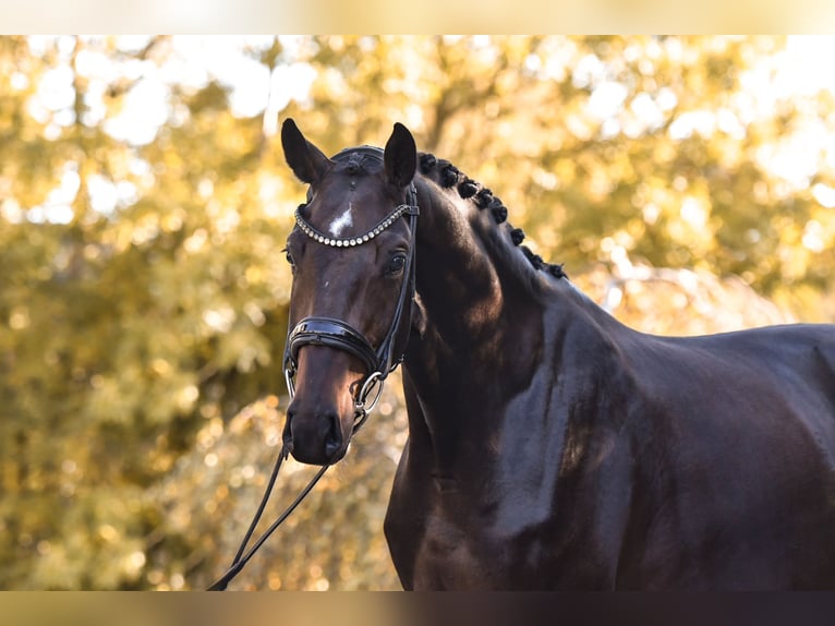 Hanoverian Mare 4 years 16,2 hh Bay-Dark in Freienwill