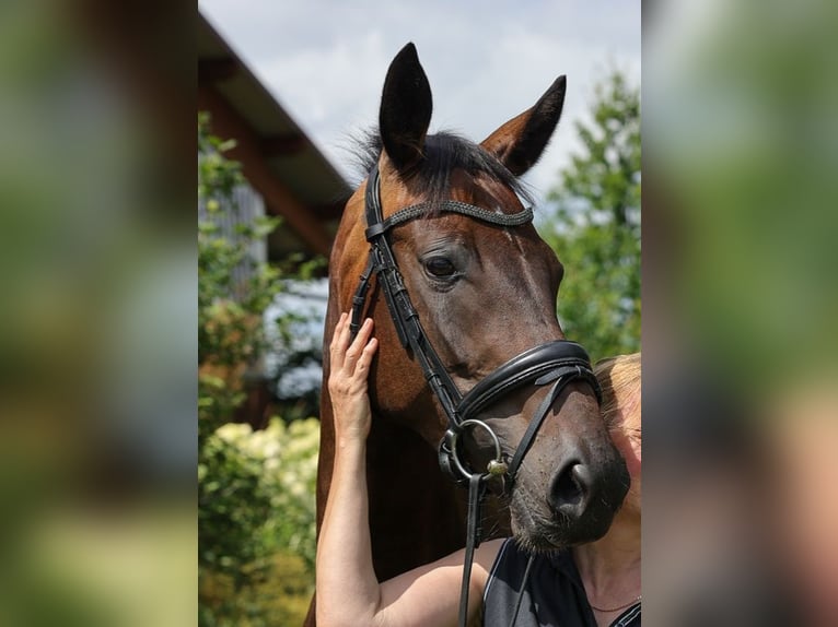 Hanoverian Mare 4 years 16,2 hh Bay-Dark in Bad Orb