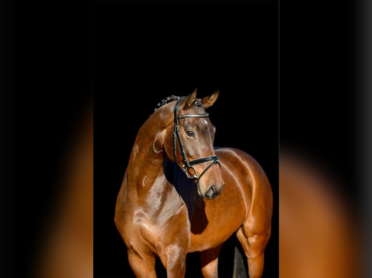 Hanoverian Mare 4 years 16,2 hh Bay-Dark in Essen (Oldenburg)