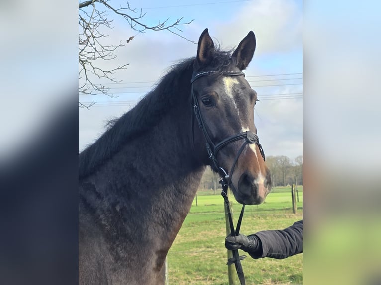 Hanoverian Mare 4 years 16,2 hh Bay-Dark in Wachtendonk