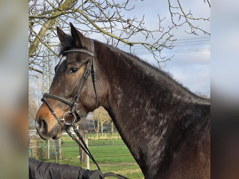 Hanoverian Mare 4 years 16,2 hh Bay-Dark in Wachtendonk