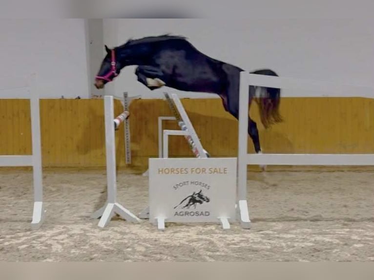 Hanoverian Mare 4 years 16,2 hh Bay-Dark in KRAJENKA