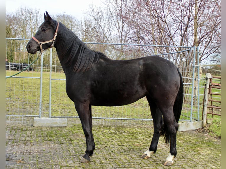 Hanoverian Mare 4 years 16,2 hh Black in Bunderhee