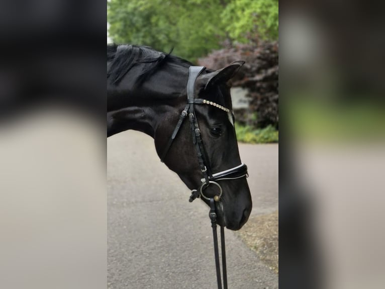Hanoverian Mare 4 years 16,2 hh Black in Geestland