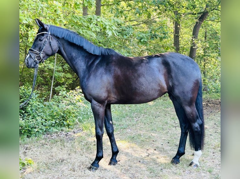 Hanoverian Mare 4 years 16,2 hh Black in Geestland