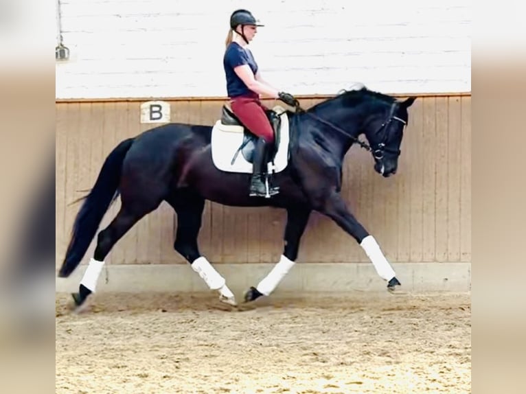 Hanoverian Mare 4 years 16,2 hh Black in Geestland