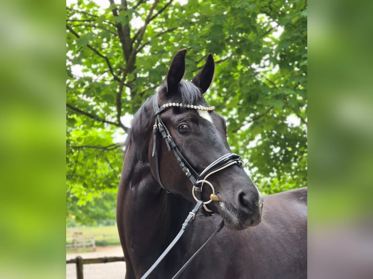 Hanoverian Mare 4 years 16,2 hh Black in Geestland