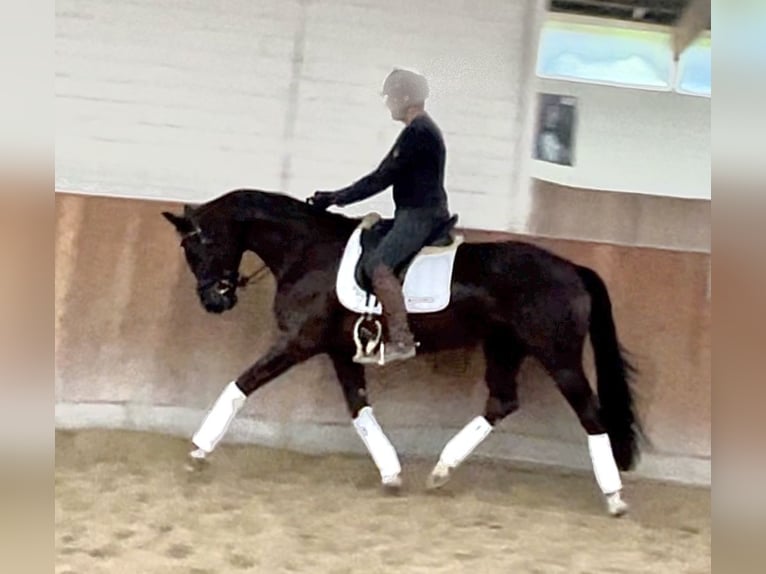 Hanoverian Mare 4 years 16,2 hh Black in Krefeld Hanoverian Mare 4 years 16,2 hh Black in Krefeld