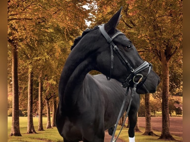Hanoverian Mare 4 years 16,2 hh Black in Krefeld Hanoverian Mare 4 years 16,2 hh Black in Krefeld