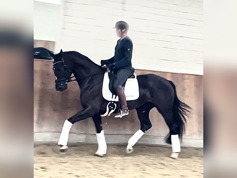 Hanoverian Mare 4 years 16,2 hh Black in Krefeld Hanoverian Mare 4 years 16,2 hh Black in Krefeld