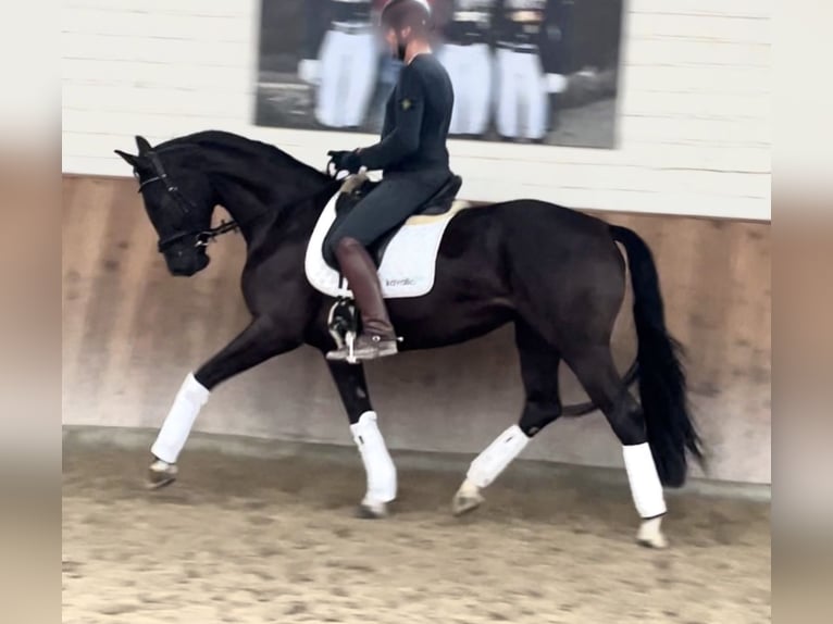 Hanoverian Mare 4 years 16,2 hh Black in Krefeld Hanoverian Mare 4 years 16,2 hh Black in Krefeld